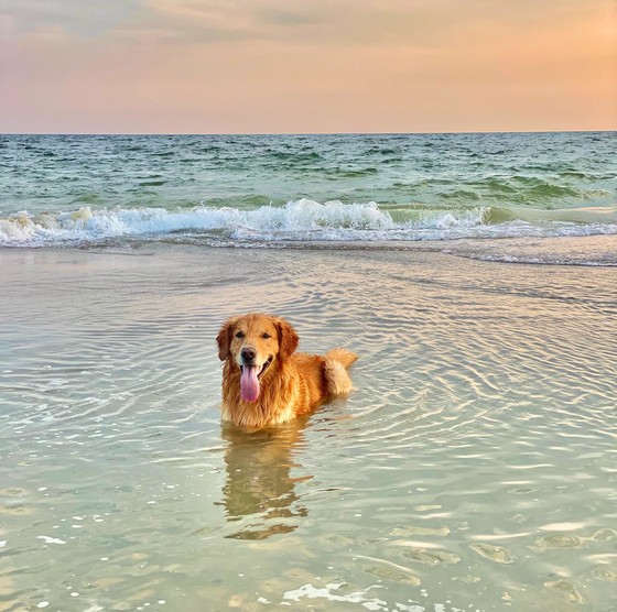 Photo by Elisa Kennemer on Unsplash - dog in water