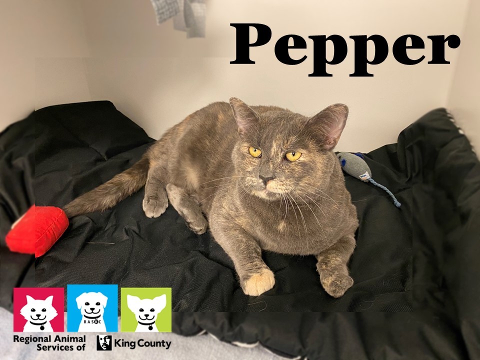 Pepper pet of week