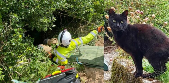 Piran the cat and rescue - Photo by Bodmin Police/Facebook