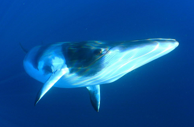 Minke whale under water