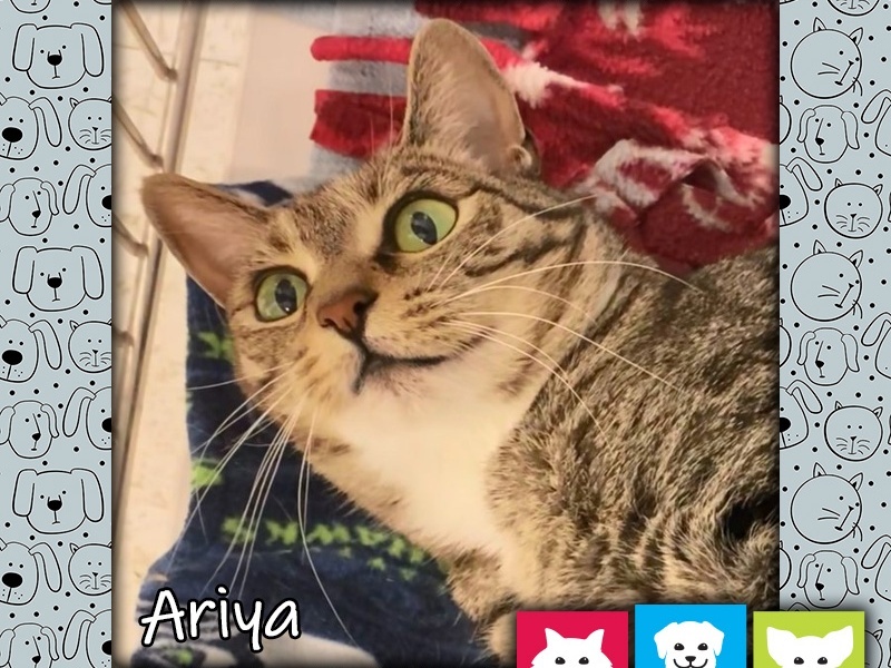 Ariya - pet of week