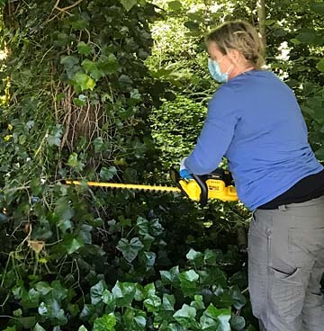 woman removing ivy from tree