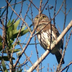 A watchful owl in Napa Valley. Credit: K. Schneider / Flickr