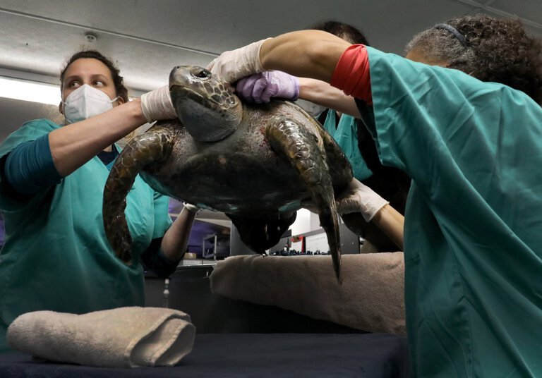 turtle - Photo by Alan Berner, The Seattle Times