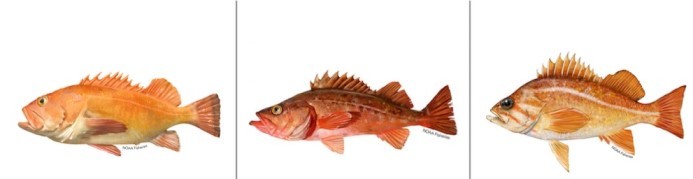 image of three rockfish