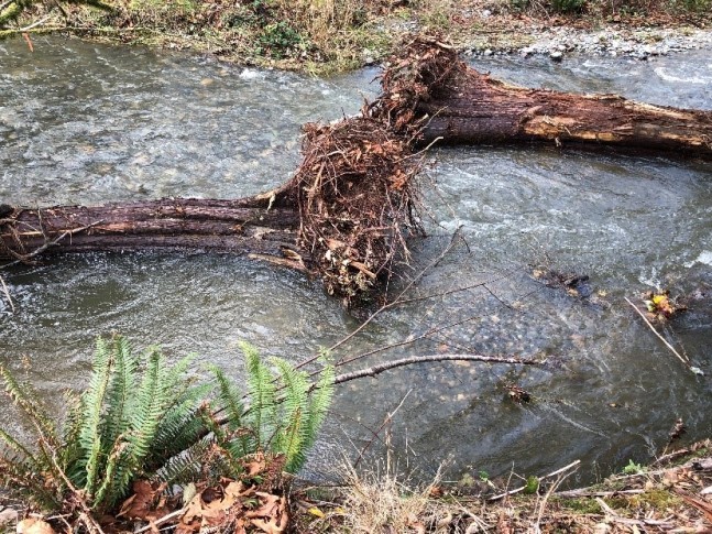 rooted tree logs, swirling river, grass