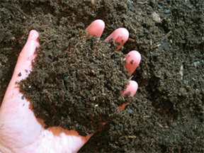 Hand holding garden soil