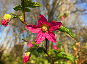 Salmonberry flower