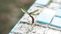 small plant growing out of sand and tile