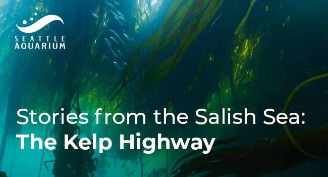 kelp highway