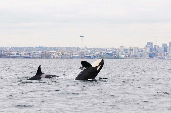 Southern Resident killer whales and the Seattle shoreline. NOAA photo.