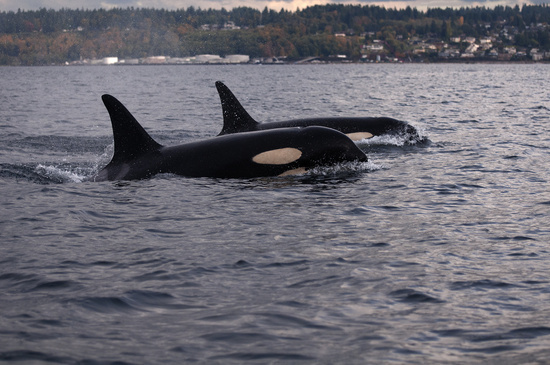 Photo: Caption: Two Southern Resident killer whales. Credit: NOAA Fisheries