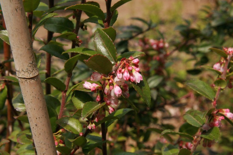 Evergreen huckleberry (Vaccinium ovatum) in bloom. Photo courtesy of Hansen’s Northwest Native Plant Database.