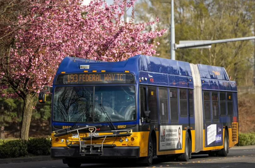 A Metro bus driving, with trees with pink flowers behind the bus