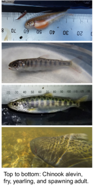 separate images of young salmon