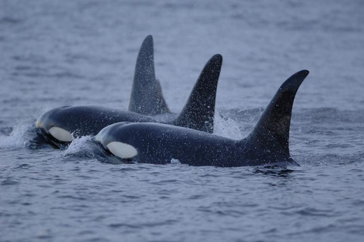 Orcas - NOAA photo