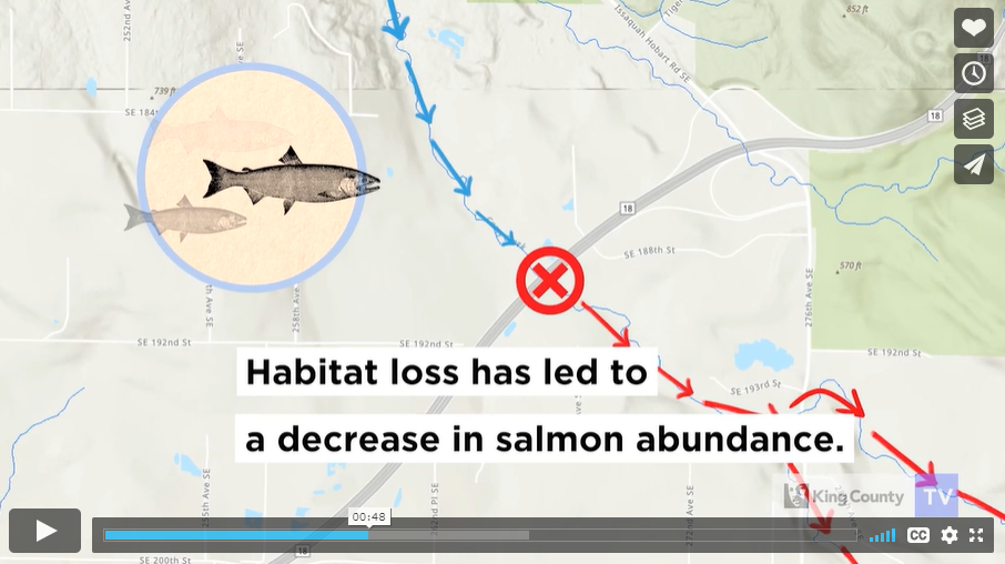 Salmon habitat video