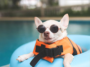 Dog with life jacket
