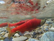 Kokanee swimming