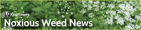 King County Noxious Weed News