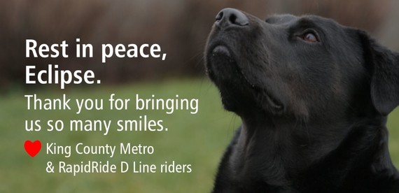 Pic of Eclipse and Text  "Rest in peace, Eclipse. Thank you for bringing us so many smiles. Love King County Metro and Rapid Ride D Line riders."  