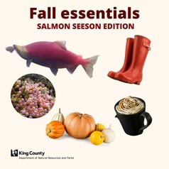 Fall essentials salmon pumpkin spice rain boots and pumpkins