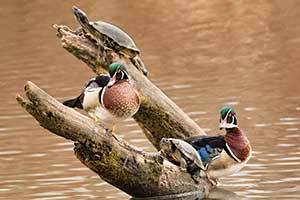 photo of ducks and turtles on a log in the water