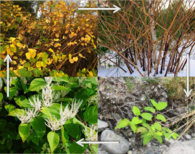 4 pics of knotweed, seasonal changes, Arrows clockwise through seasons: Yellow leaves, bare canes, neon green new growth, darker green mature growth