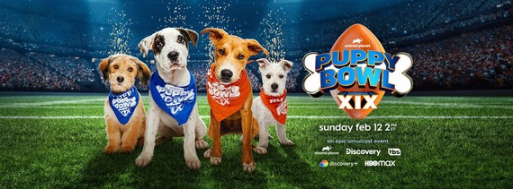 A Seattle puppy will compete in Puppy Bowl 2023