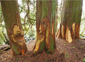 trees damaged by beavers