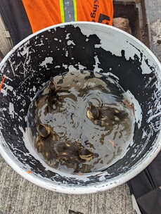 ducklings in bucket