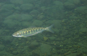 salmonrecolonization