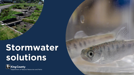 Stormwater solutions, photo of fish in water