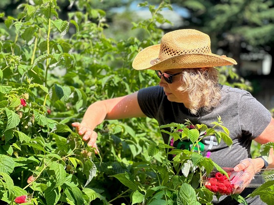 A woman in a straw hat is picking raspberries and collecting them in a plastic container.