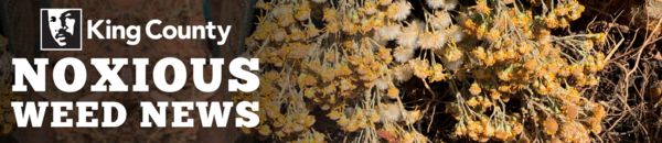 banner with background image of fluffy seeding flowers wrapped in tarp, text: MLK logo, King County, Noxious Weed News