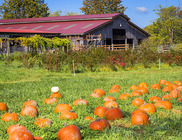 Fall City Farm pumpkin patch