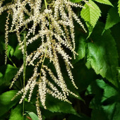 a photo of a plant with green, ridged leaves and white feathery flowers tumbling on a vine