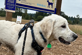 Photo of a happy and wet golden retriever puppy at a dog park
