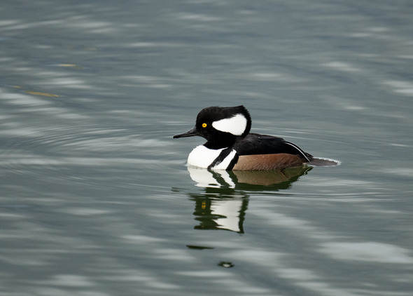 A duck with a black and white head, black back, white chest, brown belly, and yellow eyes floats in the water. 