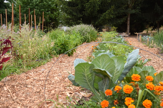 Rows in a garden are brimming with fruits and veggies during the summer season. There are wood chips on the path next to the garden. 