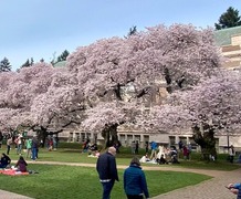 UW Cherry Blossoms