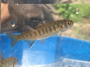 A coho yearling from the Snoqualmie River