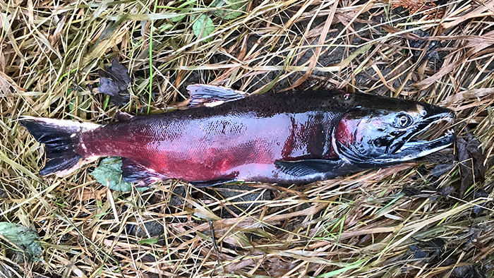 Coho dying from pollution