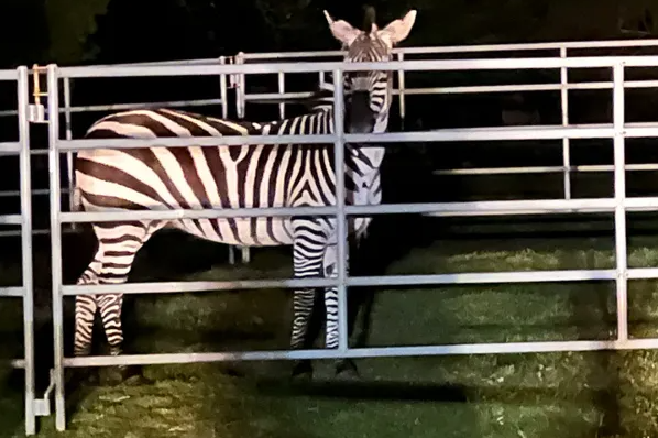 Captured zebra
