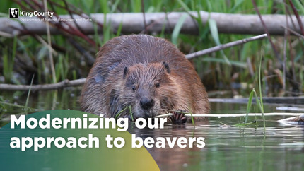 Photo of a beaver with text modernizing our approach to beavers