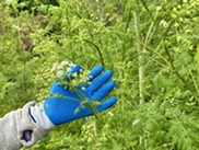 Close up of poison hemlock with a person's hand in a gardening glove