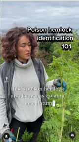 Poison hemlock identification 101