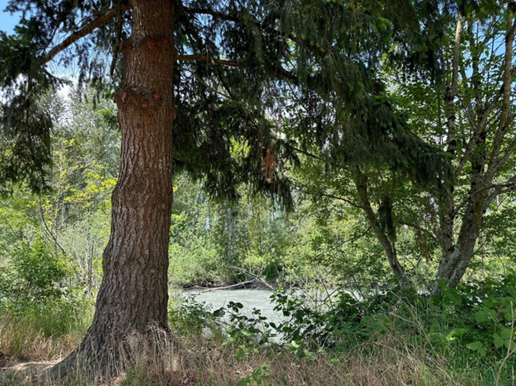 Una imagen de un árbol y follaje junto a un río.