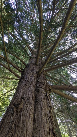 western red cedar trunk