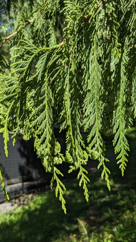 western red cedar branch
